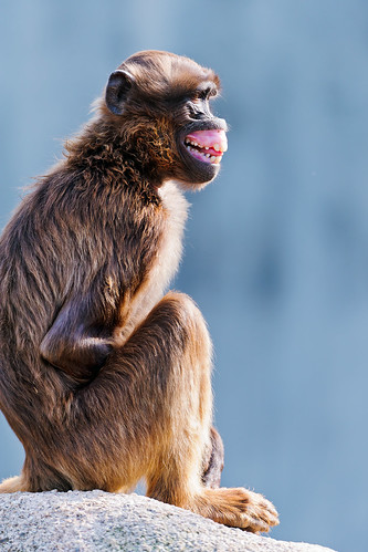無料写真素材|動物|猿・サル|ヒヒ|笑顔・スマイル