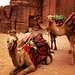 The Camels of #petra #jordan #nabataen
