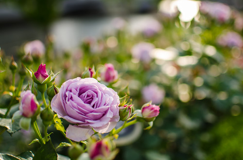 Roses at Nakanoshima Rose Garden by hyossie