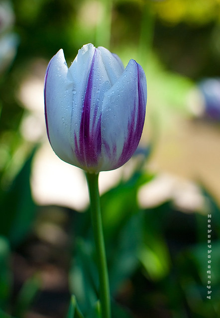 tulips-21