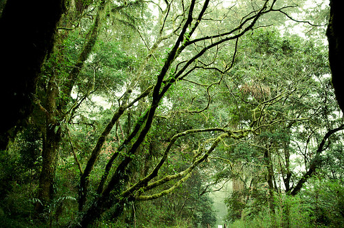Forests of Alishan-5