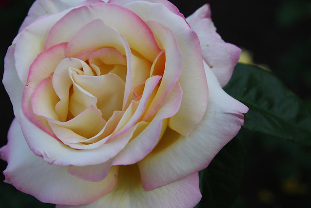 rosa blanca con bordes rosas y corazón amarillo