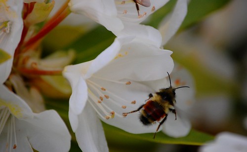 Bee on Rhody