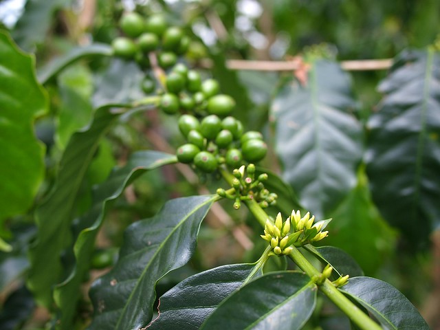 咖啡樹