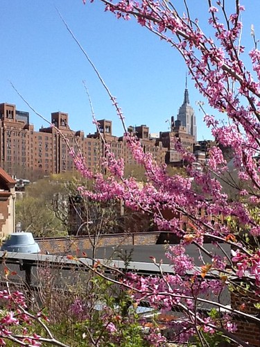 Spring colours in NY by chippyjackson