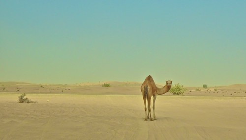 無料写真素材|動物|哺乳類|砂漠|ラクダ