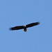 Bald Eagle Flyover - Cooley Lake