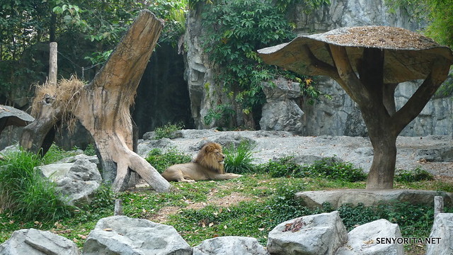The Lion King hehe :P