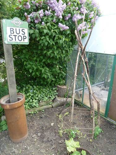 Sweet peas and bus stop