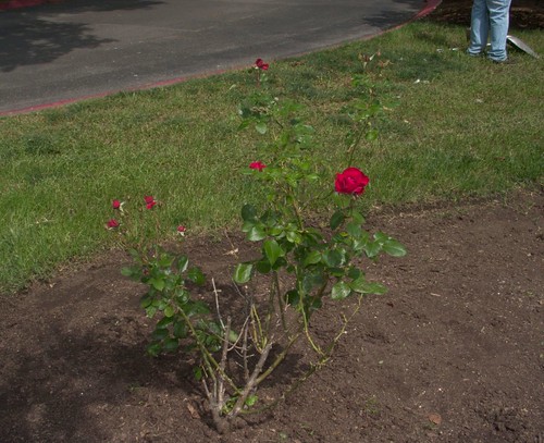 Red Rosebush, with Gardener
