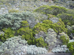 Reunion island endemic mountainous flora