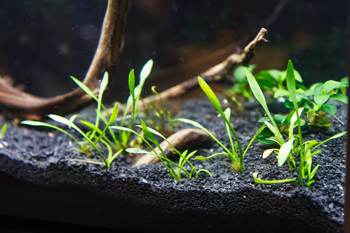 cryptocoryne larva immediately after planting from emerged