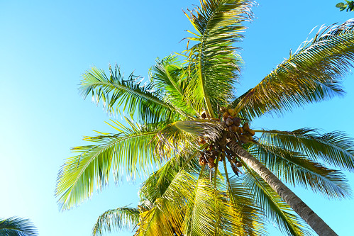 Varadero- coconut palmtree