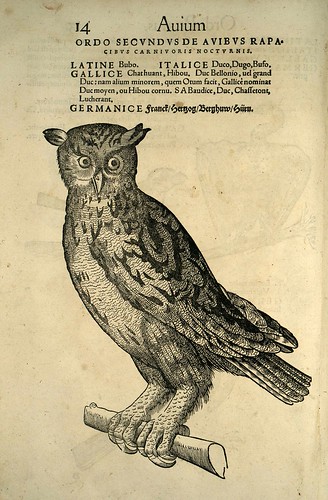 007-buho-Icones animalium- (1553)- Conrad  Gesner- SICD Strasbourg