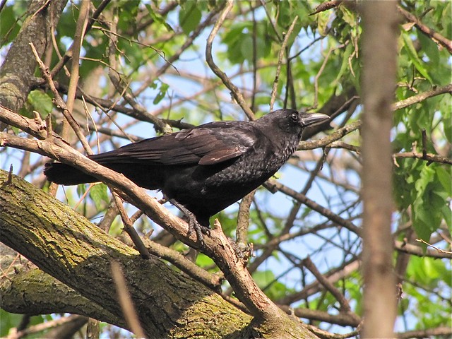 American Crow at Ewing Park