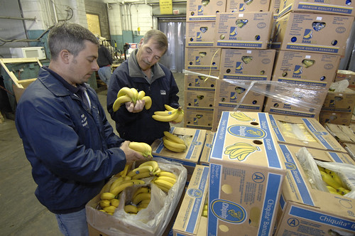 U. S. Department of Agriculture (USDA) Agricultural Marketing Service (AMS) inspectors Geno DeSanto and Bob Schofield examine bananas at the Philadelphia Food Distribution Center in Philadelphia, Pennsylvania on May 21, 2008.USDA photo.