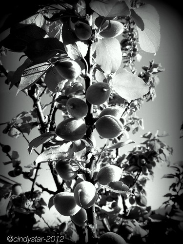 albicocche-apricots