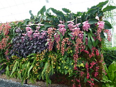 Orchid Show - NY Botanical Garden
