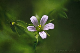 tiny wildflower