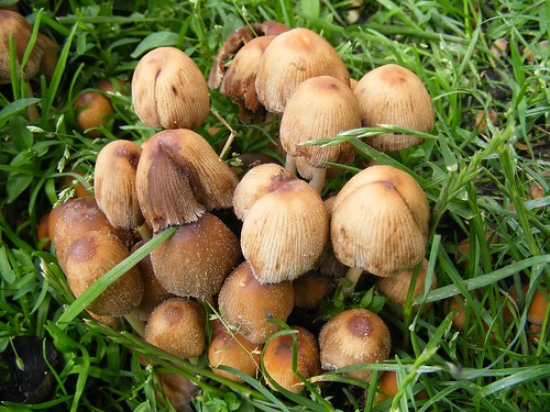 Strange mushroom dudes..