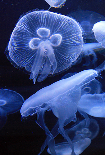 jellyfish9973