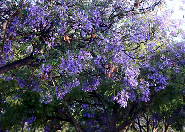 purple_blossom