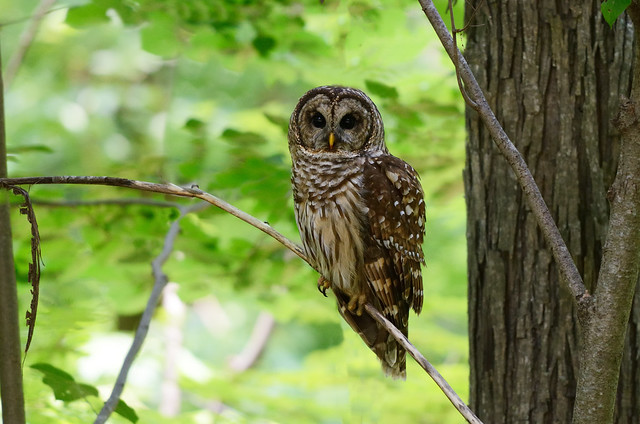 Feds to Kill Over 3,600 Barred Owls in 3 States