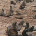 Seal colony, Skelleton Coast, Namibia - IMG_3754_CR2