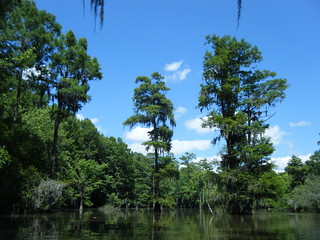 Sparkleberry Swamp Jun 2, 2012 3-01 PM