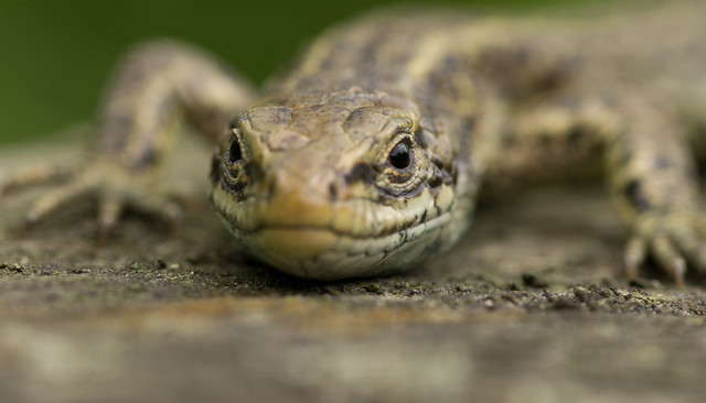 common lizard close up 2