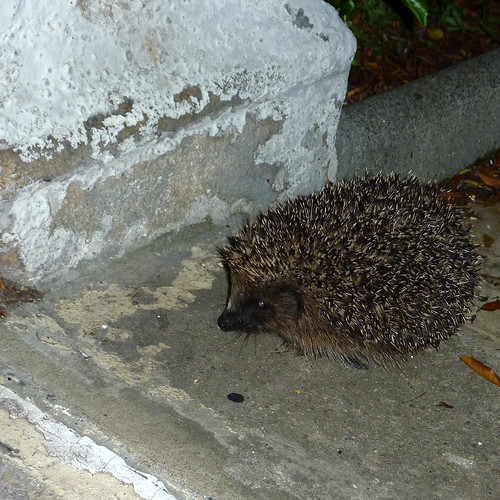 doorstepped by a hedgepig by moclaydon