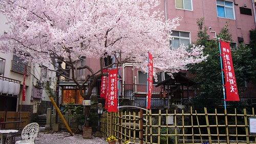 津の守弁財天の桜