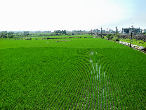 Rice Paddies in Yilan