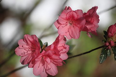 2012 Spring flowers