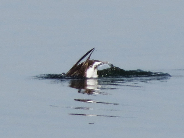 Long-tailed Duck butt