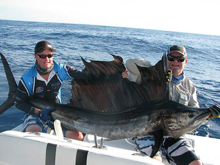 Awesome 150lb sailfish