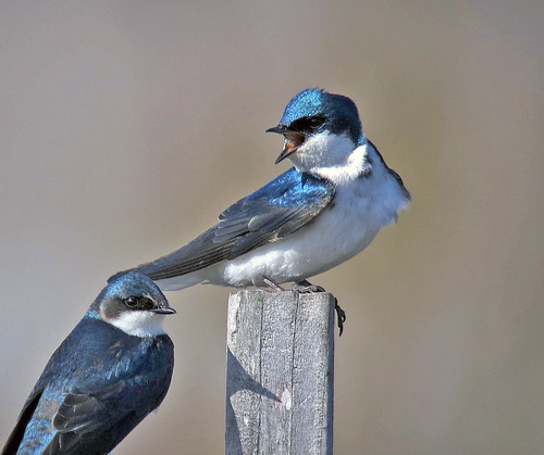 Tree Swallow Pair by JFPescatore