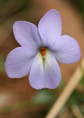 Viola species and hybrids