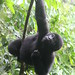Gorilla trekking, Bwindi - IMG_5455
