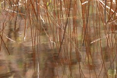 reeds-reflected
