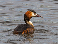 Great Crested Grebe Dance, Mate and Nest
