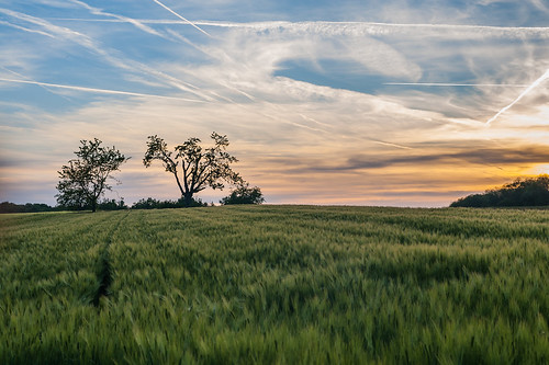 無料写真素材|自然風景|田園・農場|草原|朝焼け・夕焼け|飛行機雲