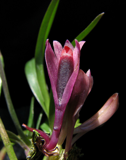 Dendrobium vexillarius var. retroflexum