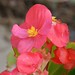 Begonia pink