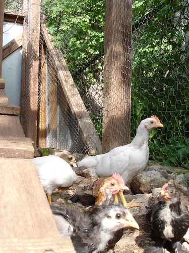 in the coop