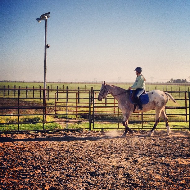 Back in the Saddle #horse #farm #Appaloosa
