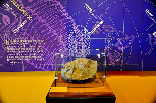 Museo de Paleontología (06)