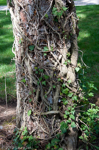 tree wrapped in vines-6