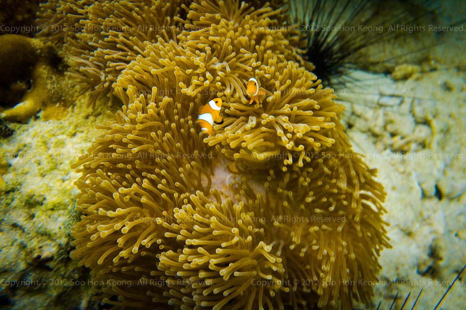 UnderWater (Nemo) @ Lipe Island, Thailand