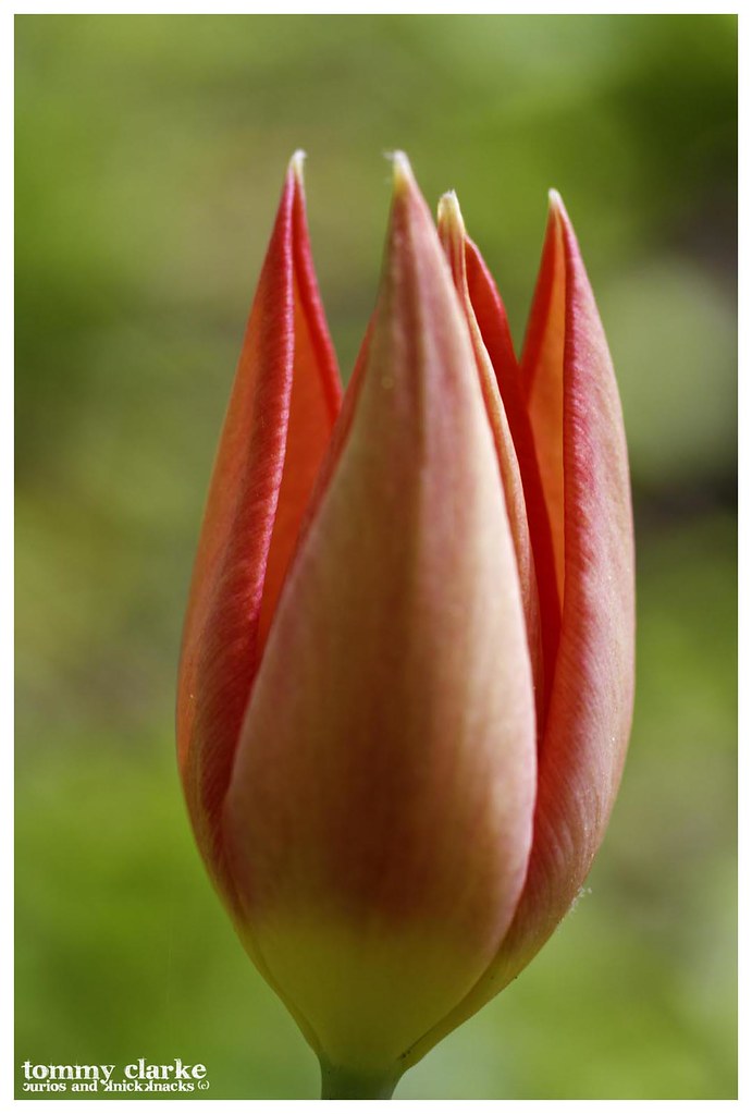 One Tulip